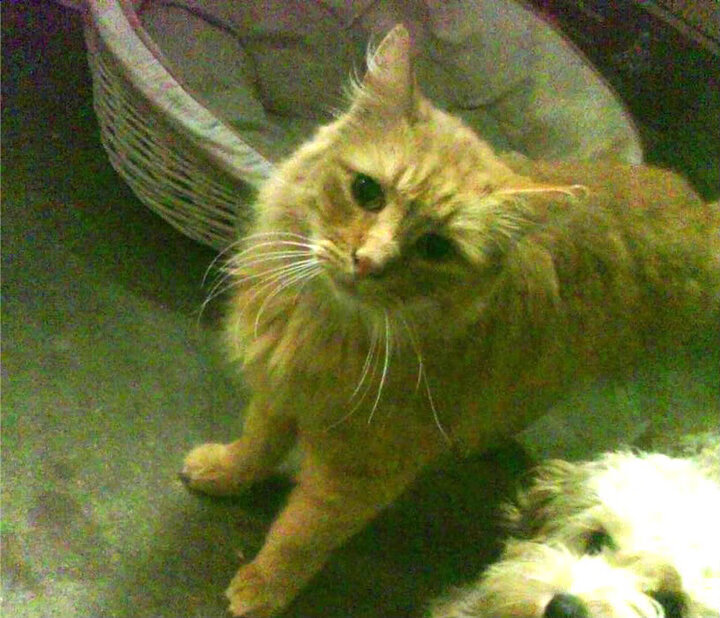 快船在连败后成功“绝地反击”,季后赛形势逐渐明朗!,nba快船绝杀