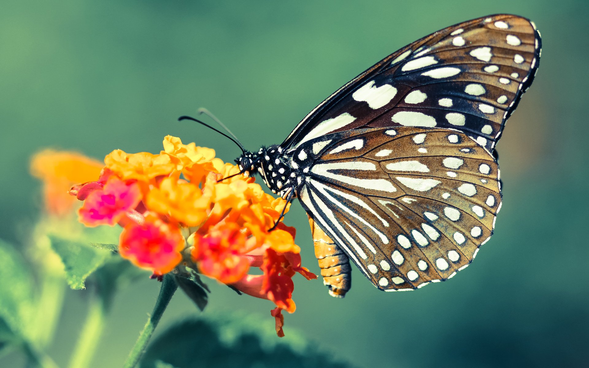 快船在连败后成功“绝地反击”,季后赛形势逐渐明朗!,nba快船绝杀