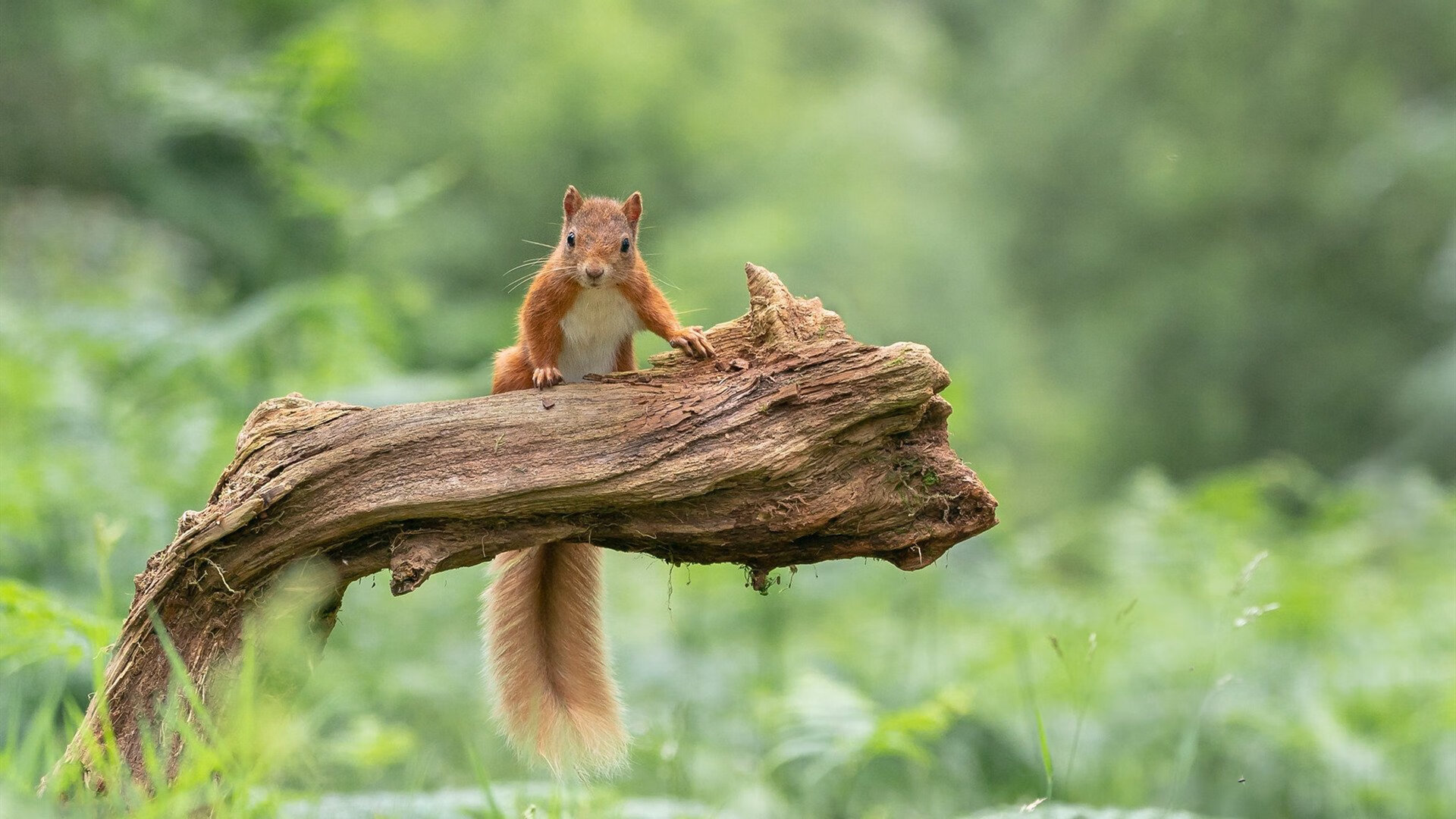 巴西马术队在巴黎奥运会上勇夺团体三项赛金牌，展现强大实力。